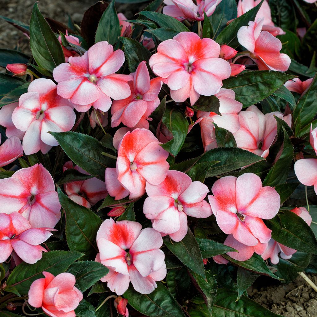 Impatiens Florific Sweet Orange (semi) - Fiore di vetro