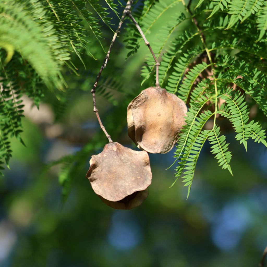 Jacaranda mimosifolia (semi)