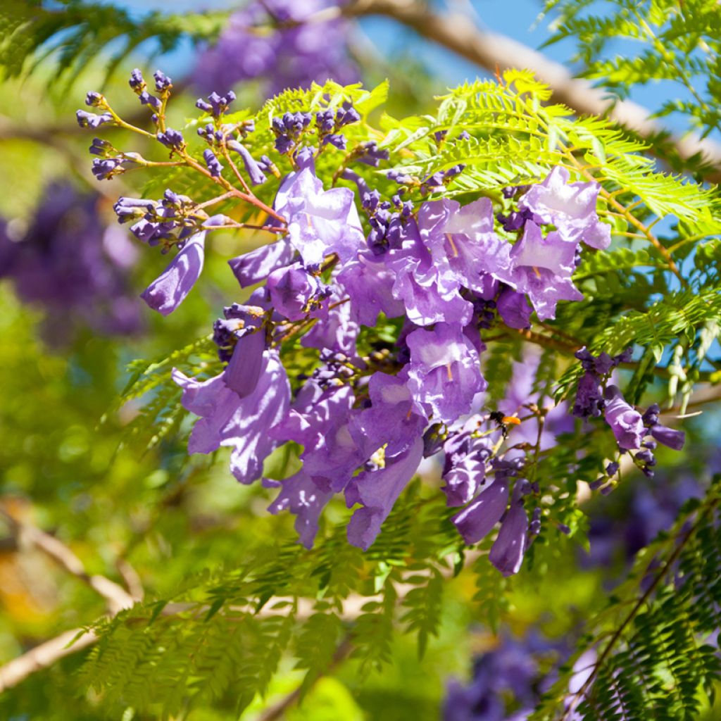 Jacaranda mimosifolia (semi)