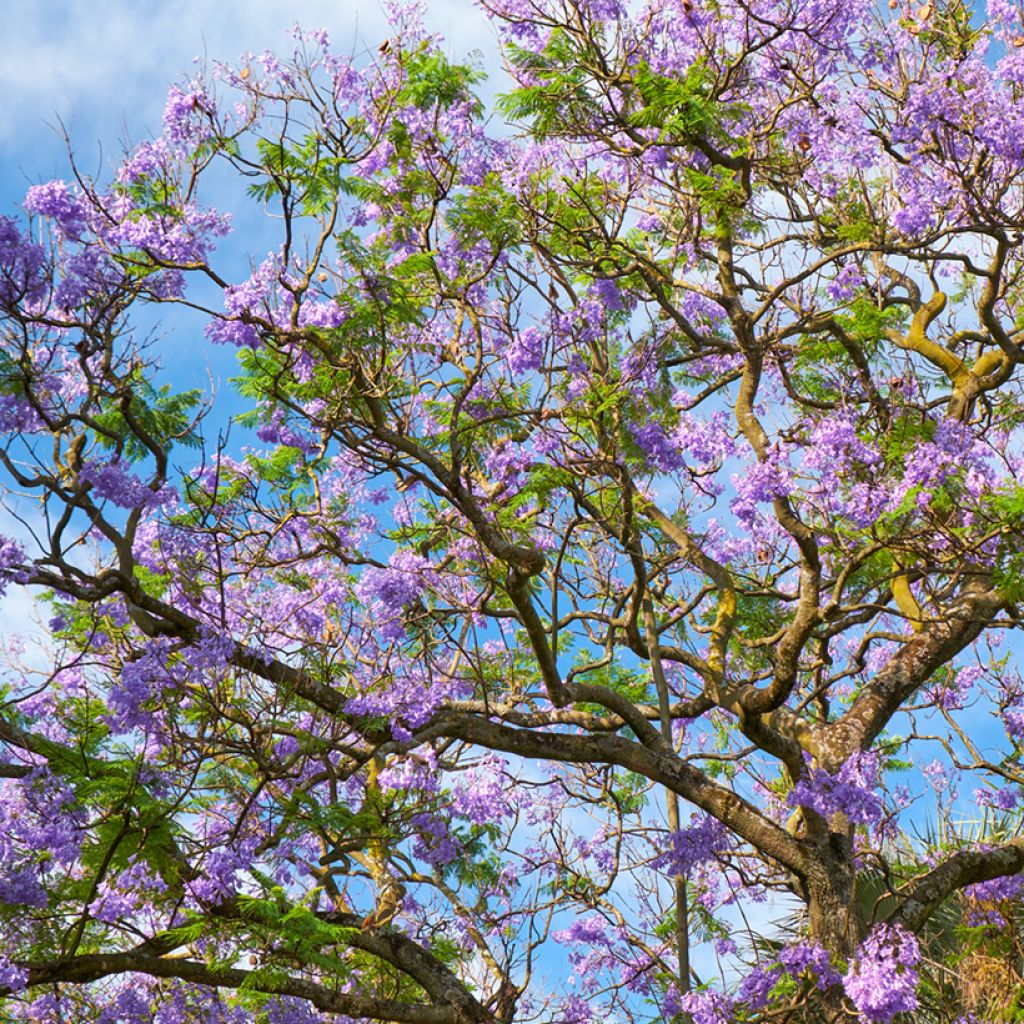 Jacaranda mimosifolia (semi)
