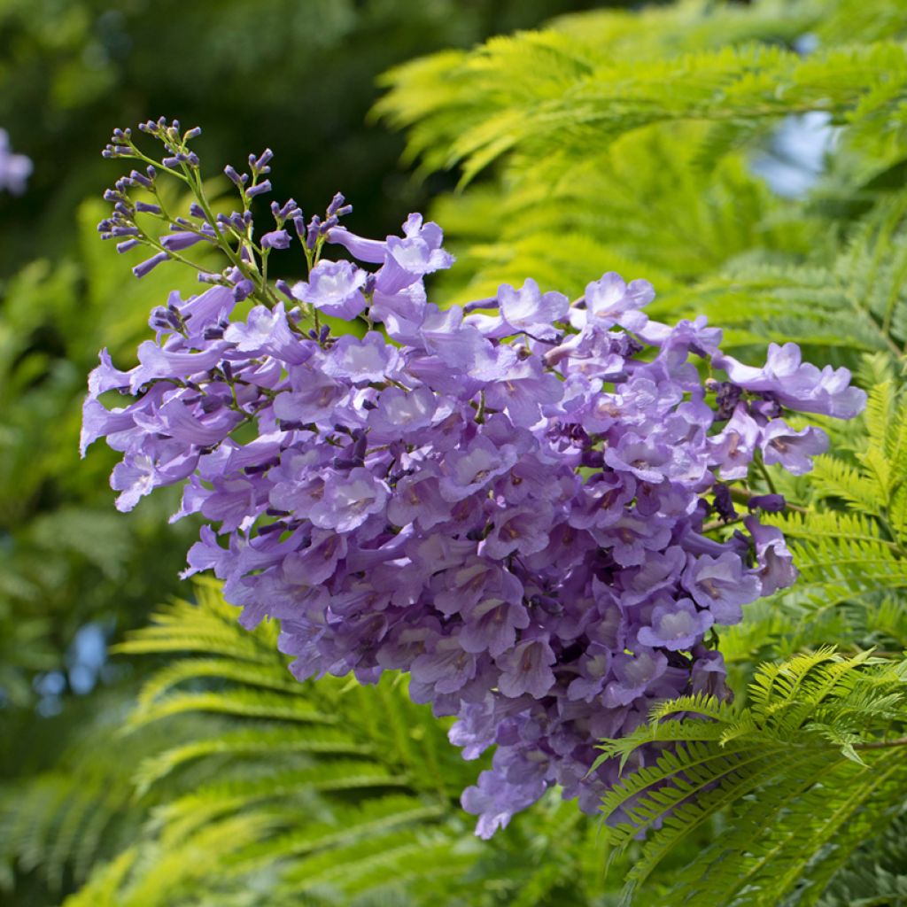Jacaranda mimosifolia (semi)