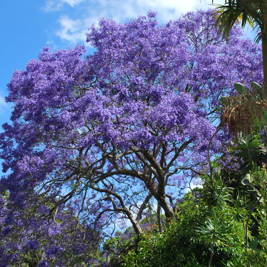 Jacaranda mimosifolia (semi)