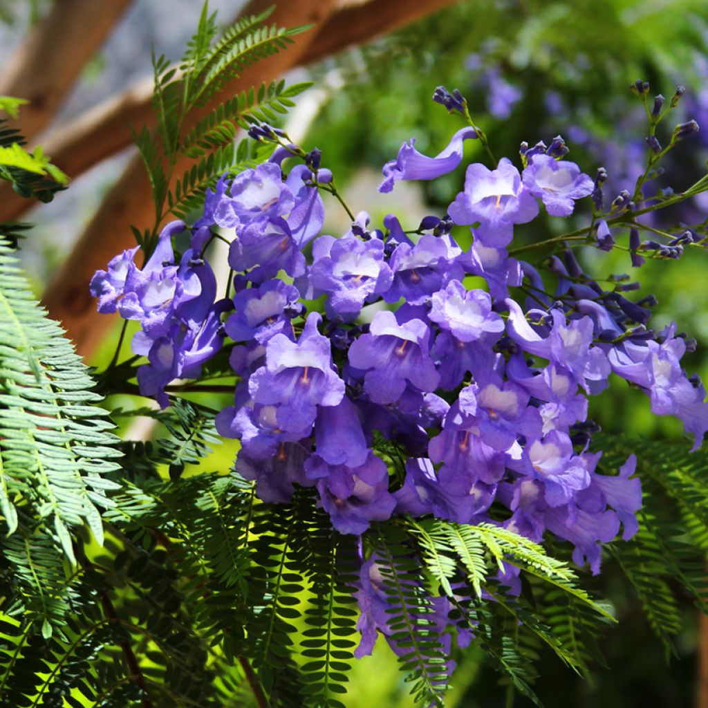 Jacaranda mimosifolia (semi)