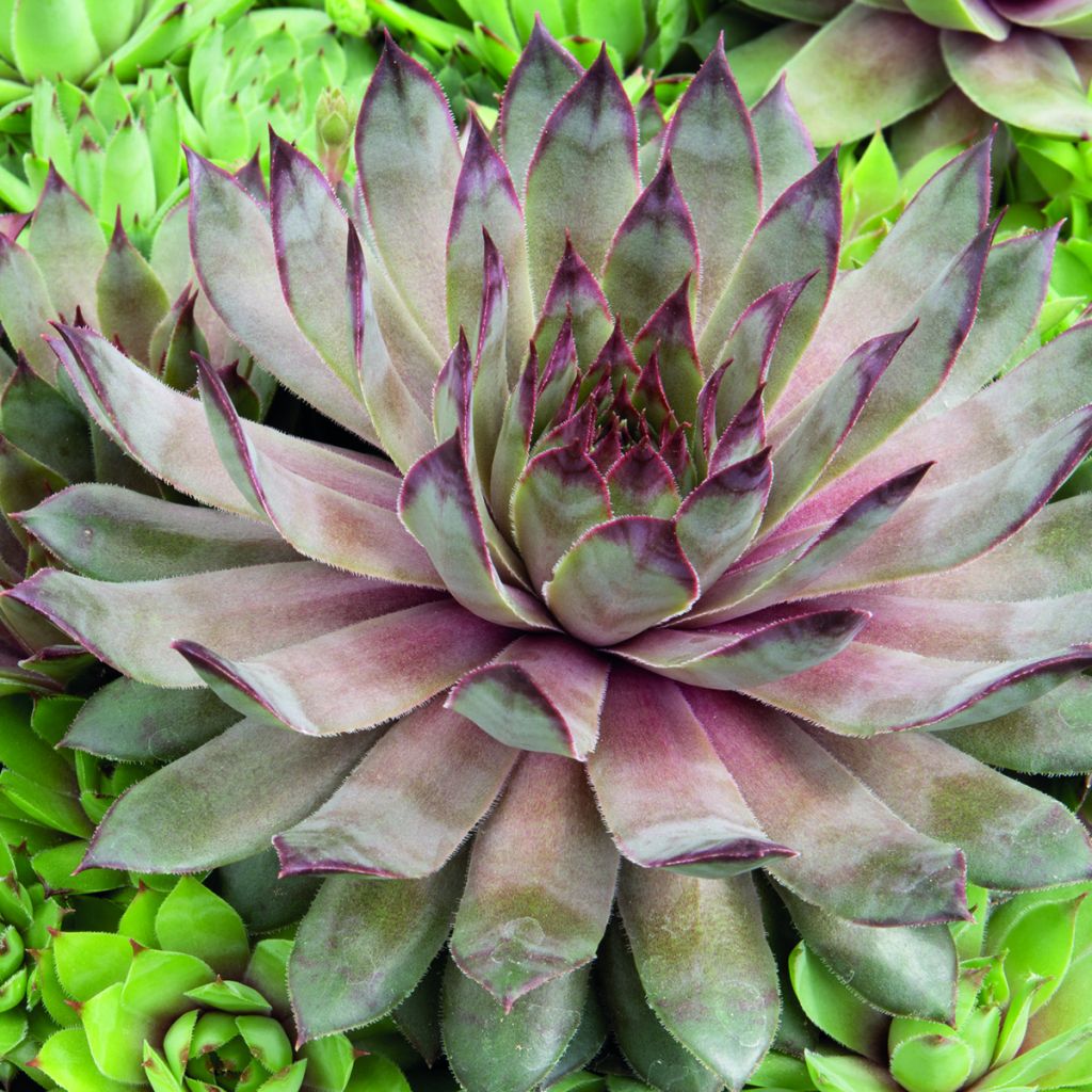 Sempervivum Hippie Chicks  (Semi rivestiti) - Semprevivo