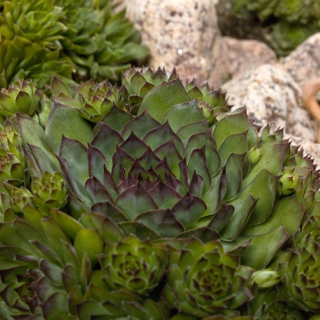 Sempervivum Hippie Chicks  (Semi rivestiti) - Semprevivo