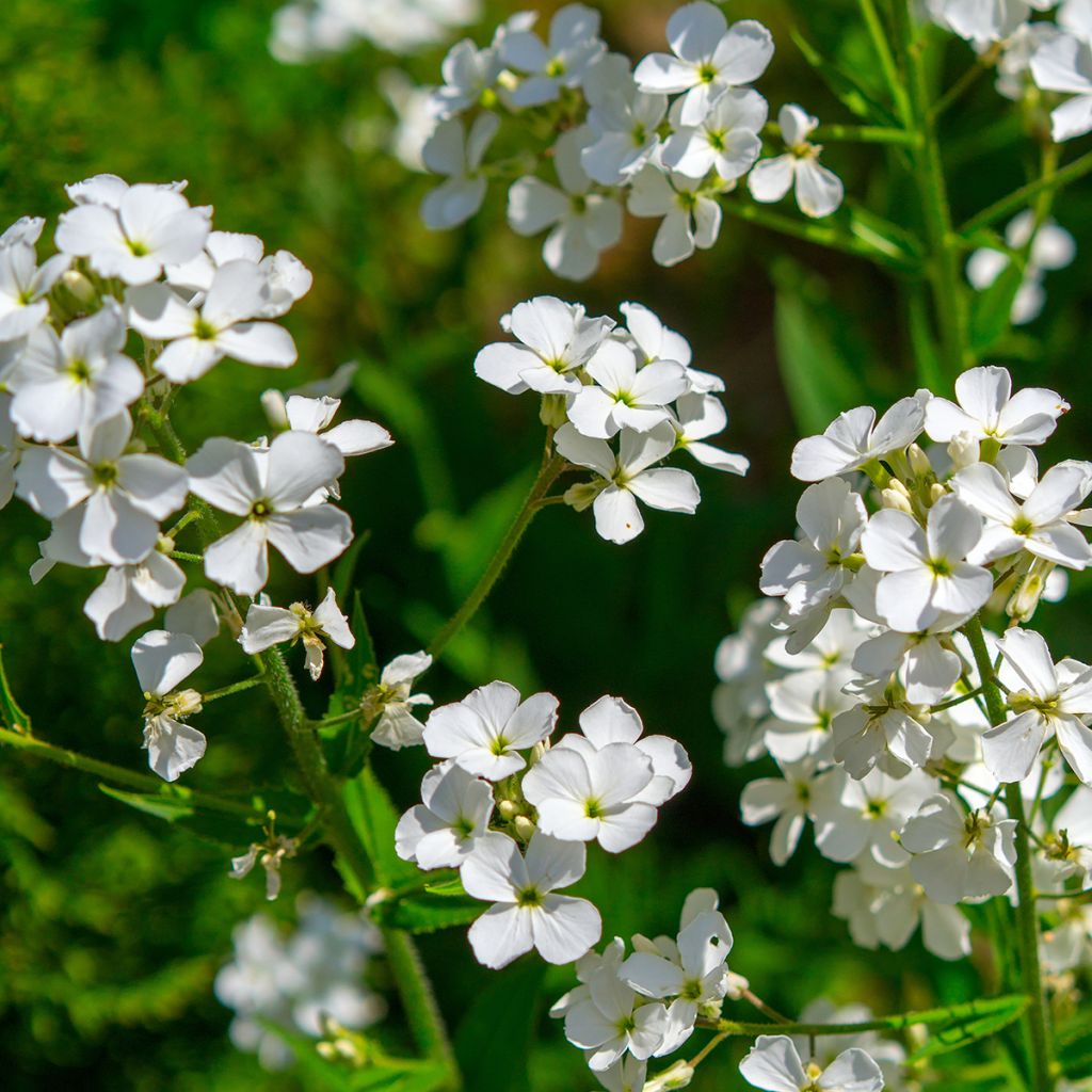 Hesperis matronalis Alba (semi) - Violaciocca antoniana bianca