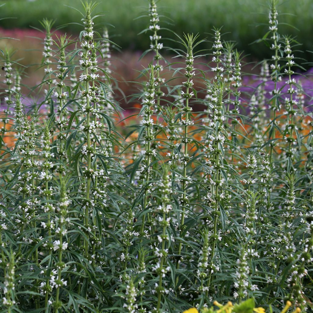 Leonurus sibiricus Alba - Marihuanilla
