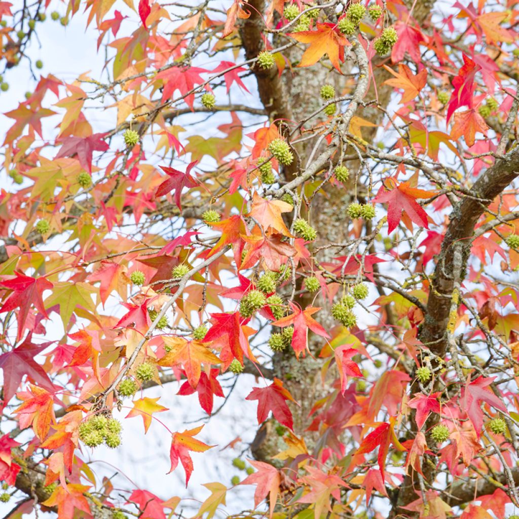 Liquidambar styraciflua - Storace americano (semi)