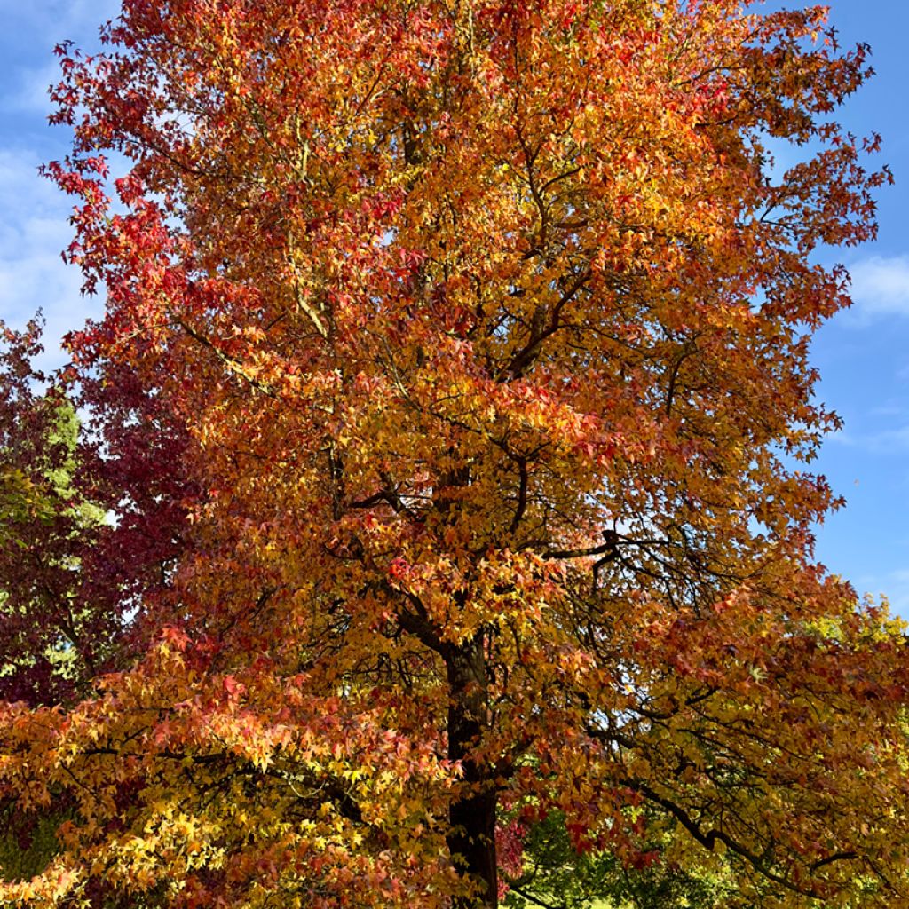 Liquidambar styraciflua - Storace americano (semi)