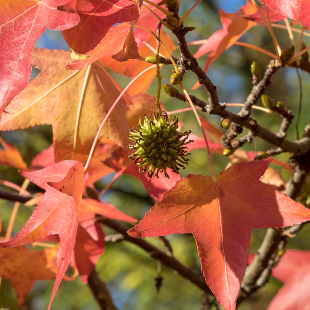 Liquidambar styraciflua - Storace americano (semi)