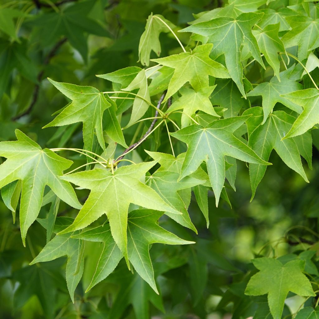 Liquidambar styraciflua - Storace americano (semi)
