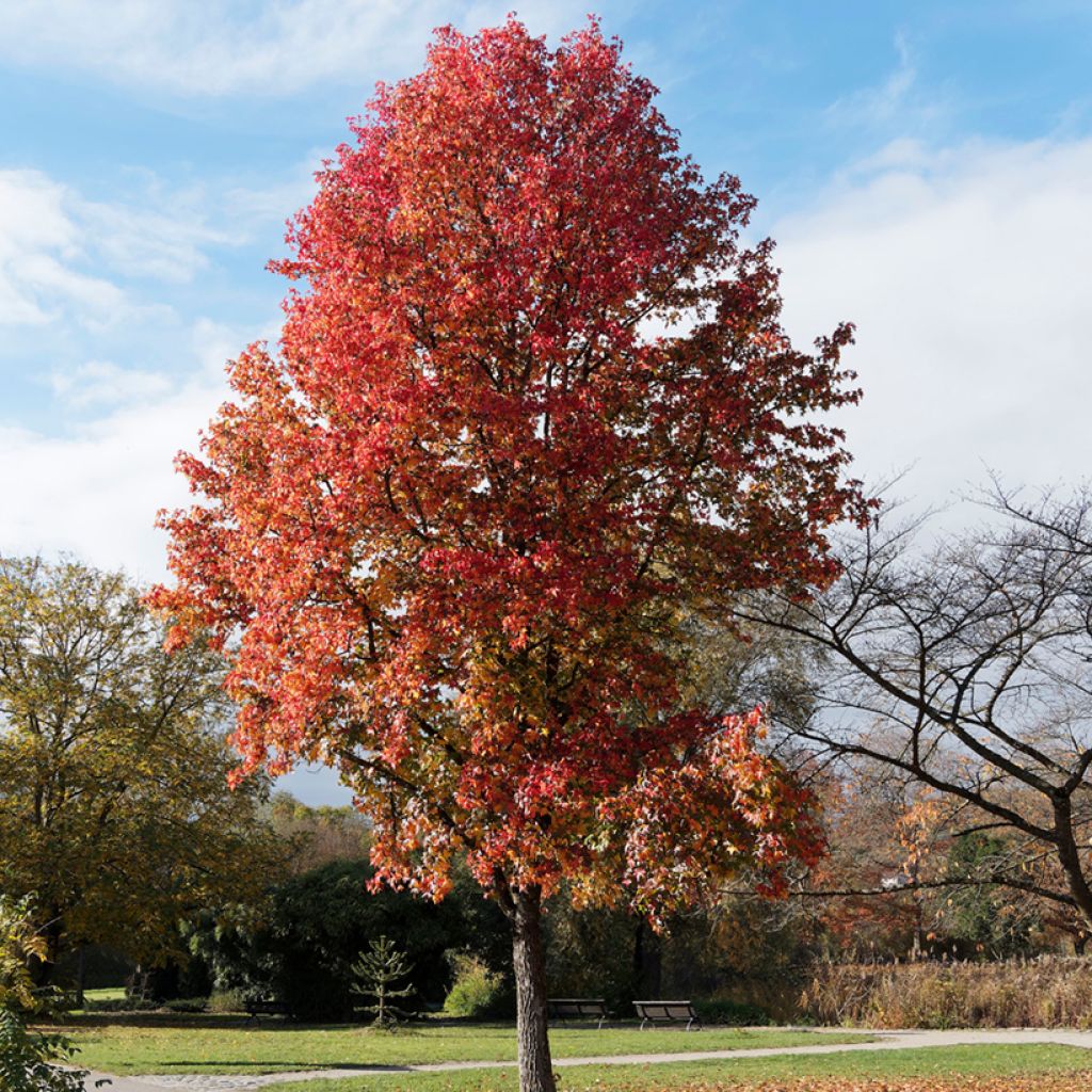 Liquidambar styraciflua - Storace americano (semi)