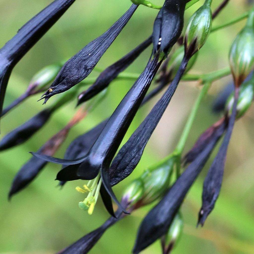 Lisianthus nigrescens