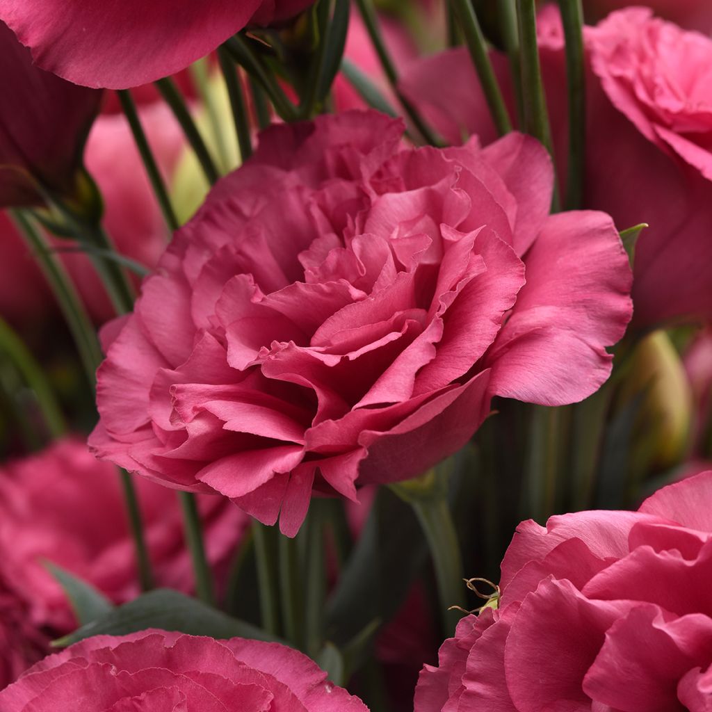 Lisianthus Can Can Carmine Rose (semi) - Eustoma