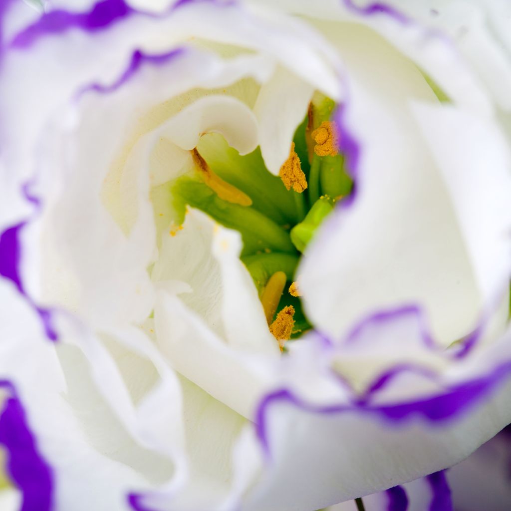 Graines de Lisianthus F1 Cessna Blue Picotee III (graines enrobées)