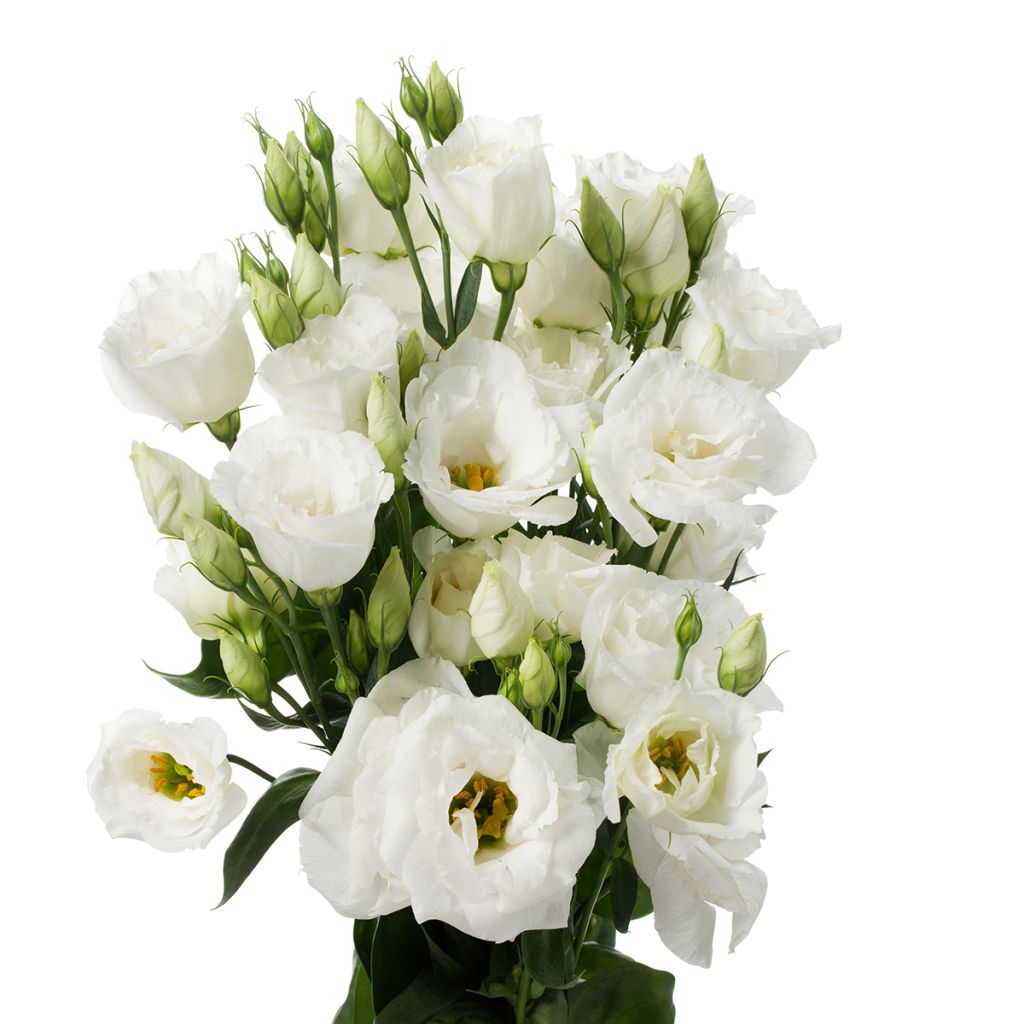 Graines de Lisianthus F1 Cessna Pure White III (graines enrobées)