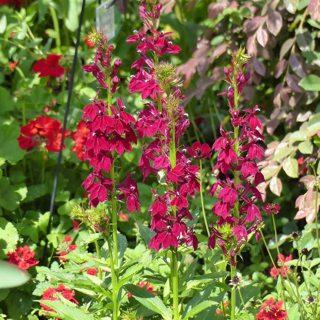 Lobelia speciosa Fan Burgundy (Semi rivestiti)
