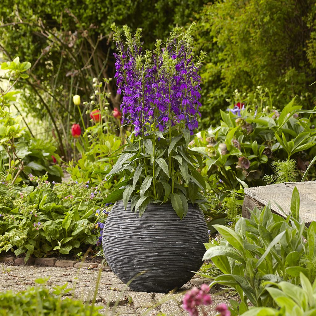 Lobelia speciosa Starship Blue  (Semi rivestiti)