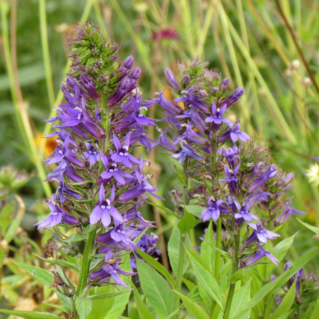 Lobelia x gerardii Vedrariensis (semi)