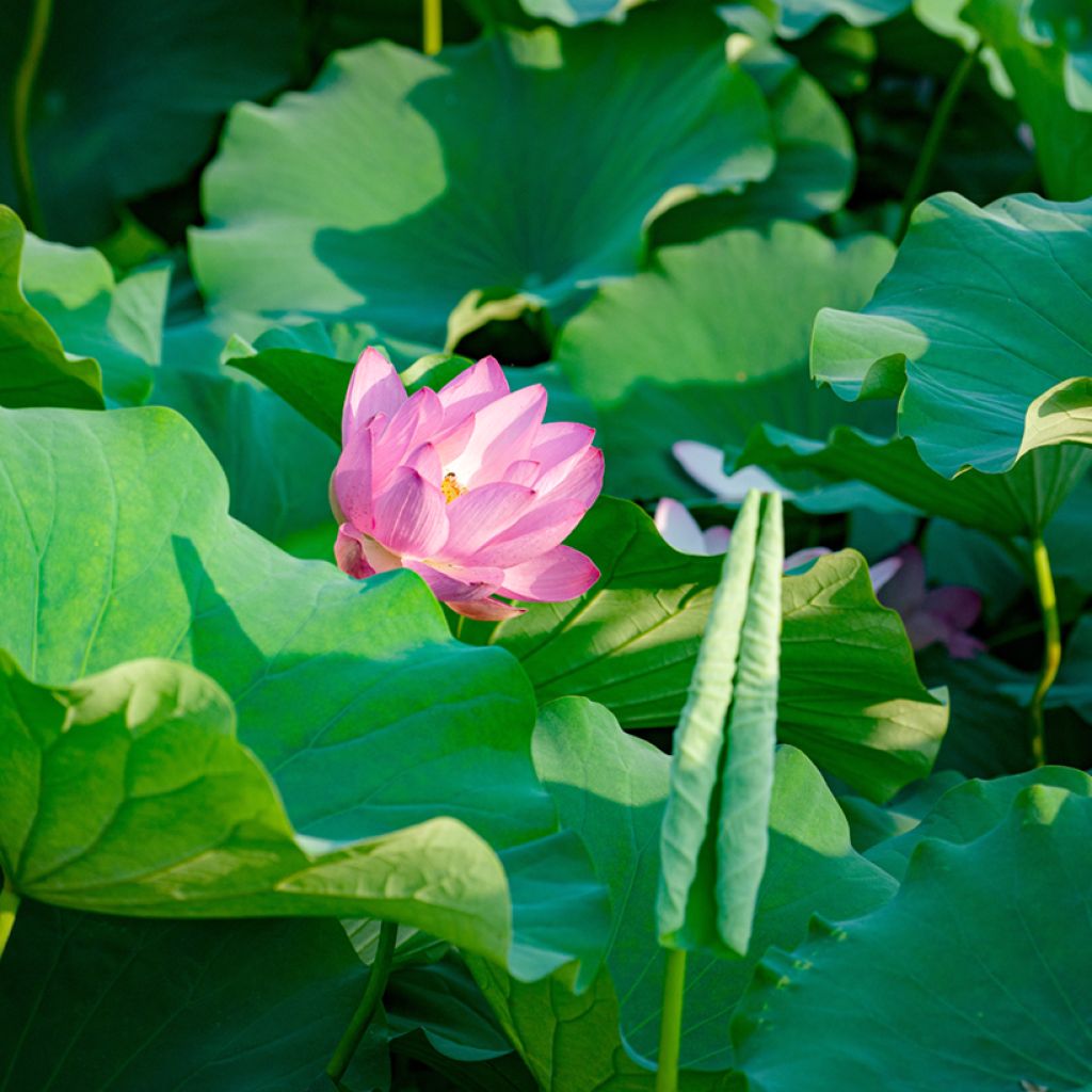 Nelumbo nucifera - Fior di loto (semi)