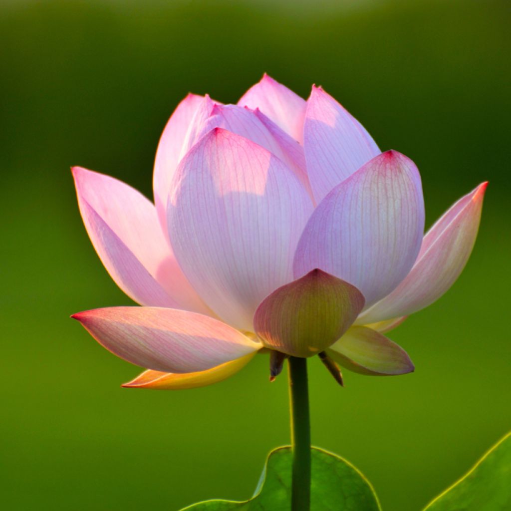 Nelumbo nucifera - Fior di loto (semi)