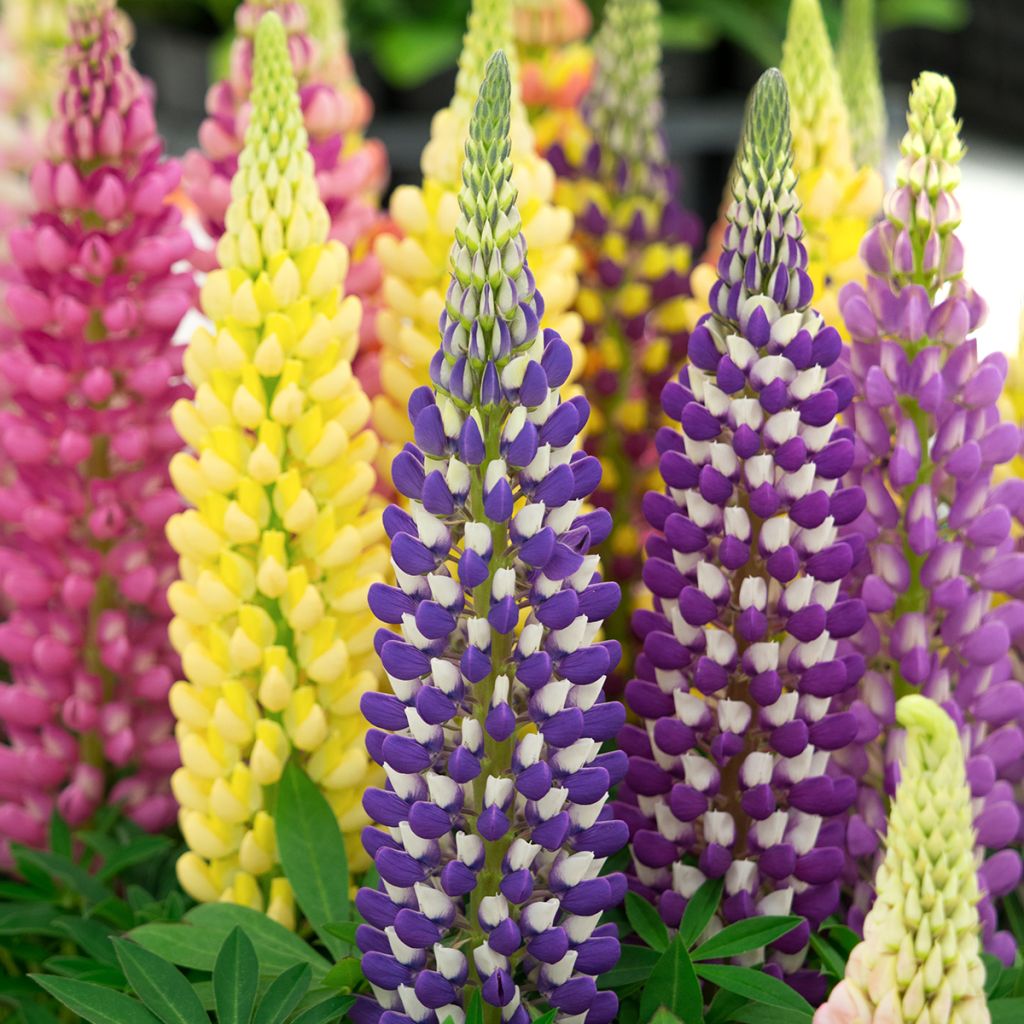 Lupinus Mini Gallery Extra Mixture untreated - Lupino