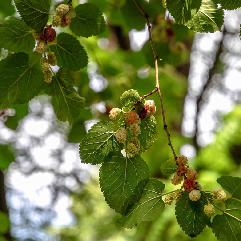 Morus alba - Gelso comune (semi)