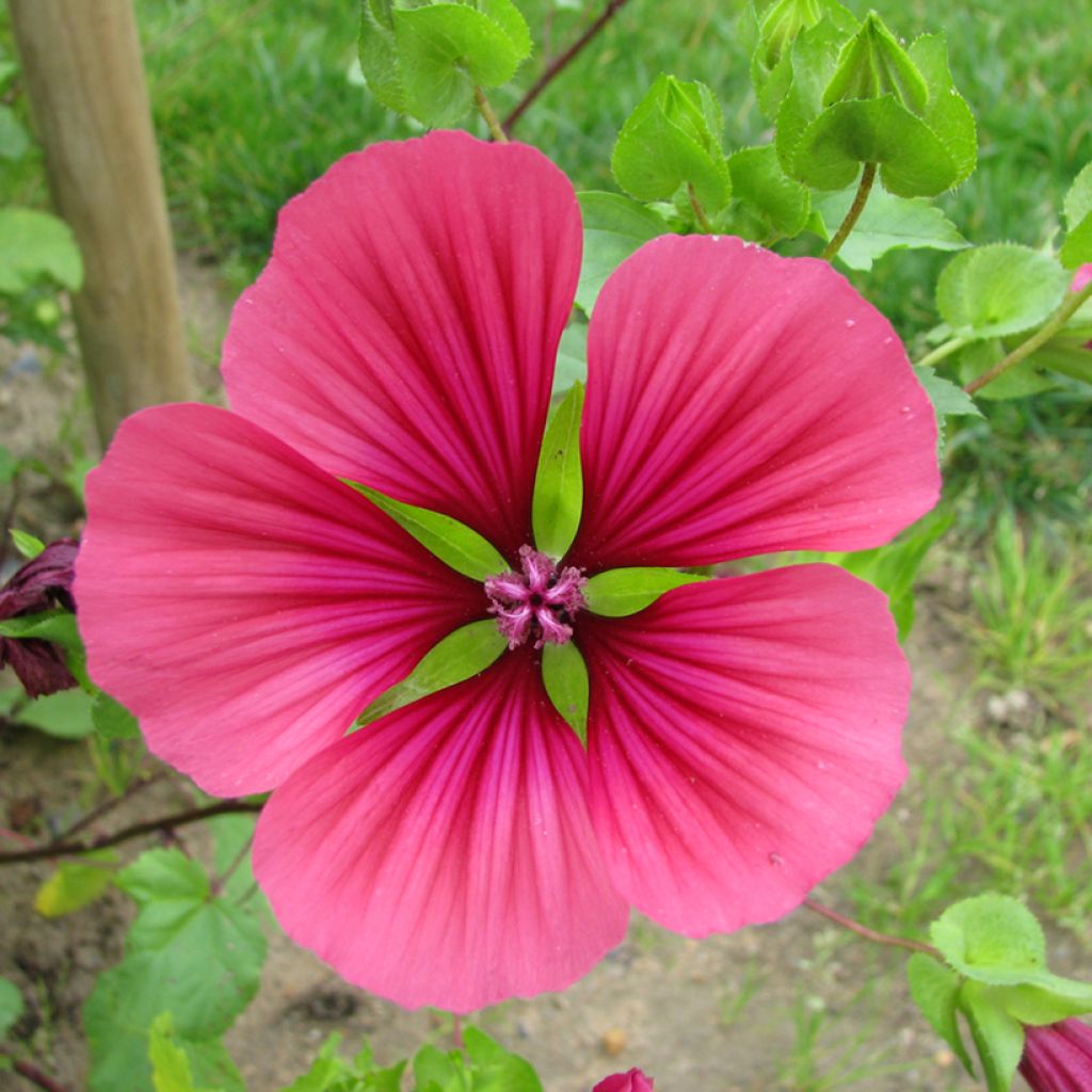 Malope trifida Mix Purple BIO (semi)