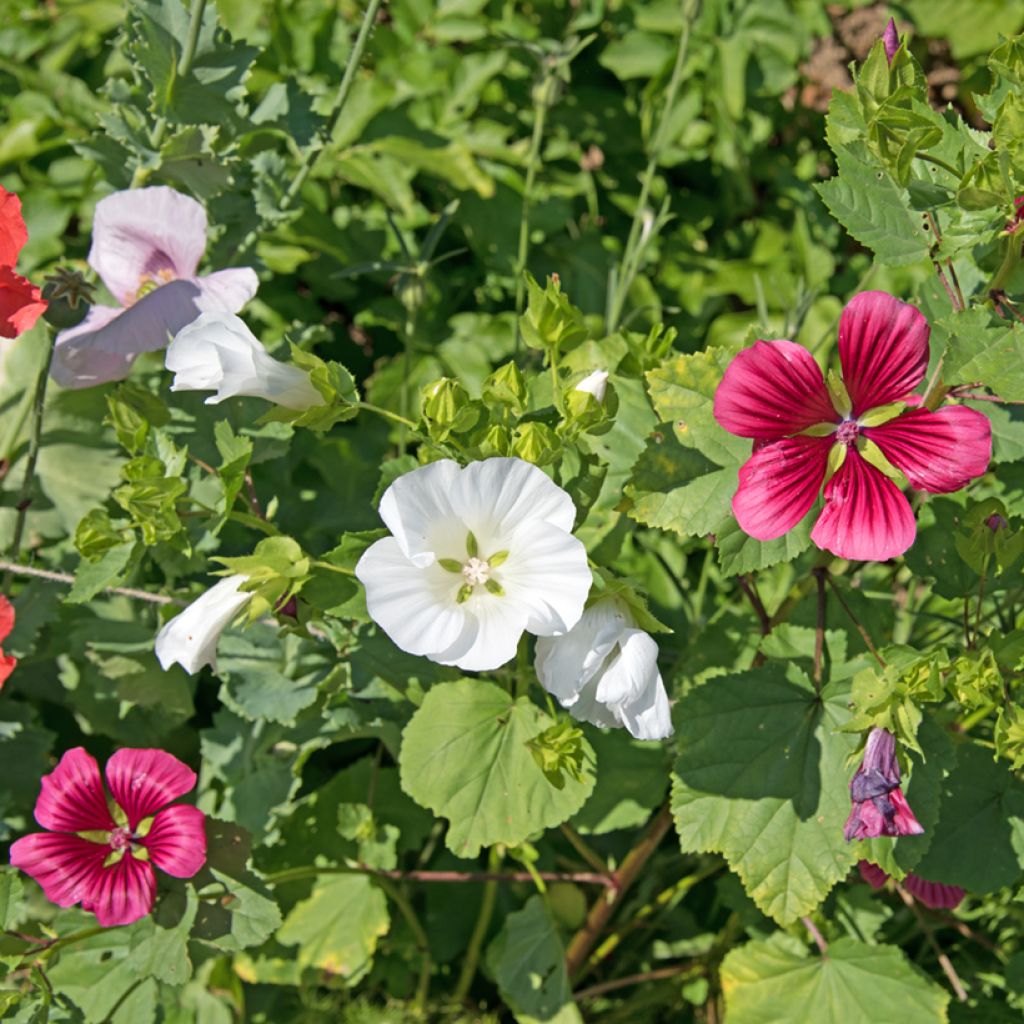 Malope trifida bianca