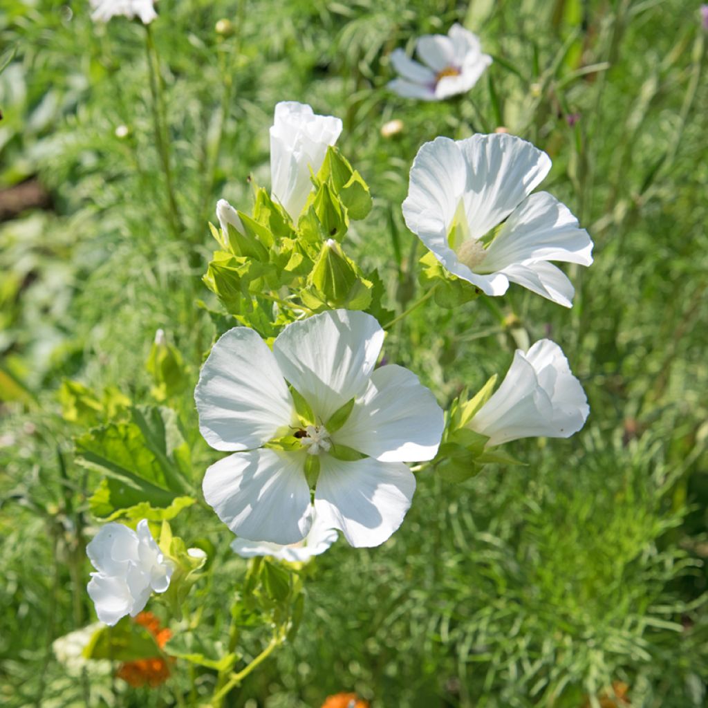 Malope trifida bianca