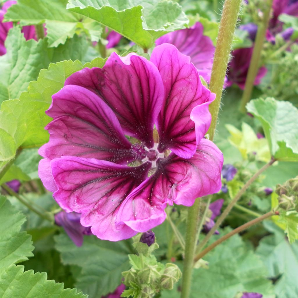 Malva sylvestris var Mauritiana Bio (semi) - Malva selvatica