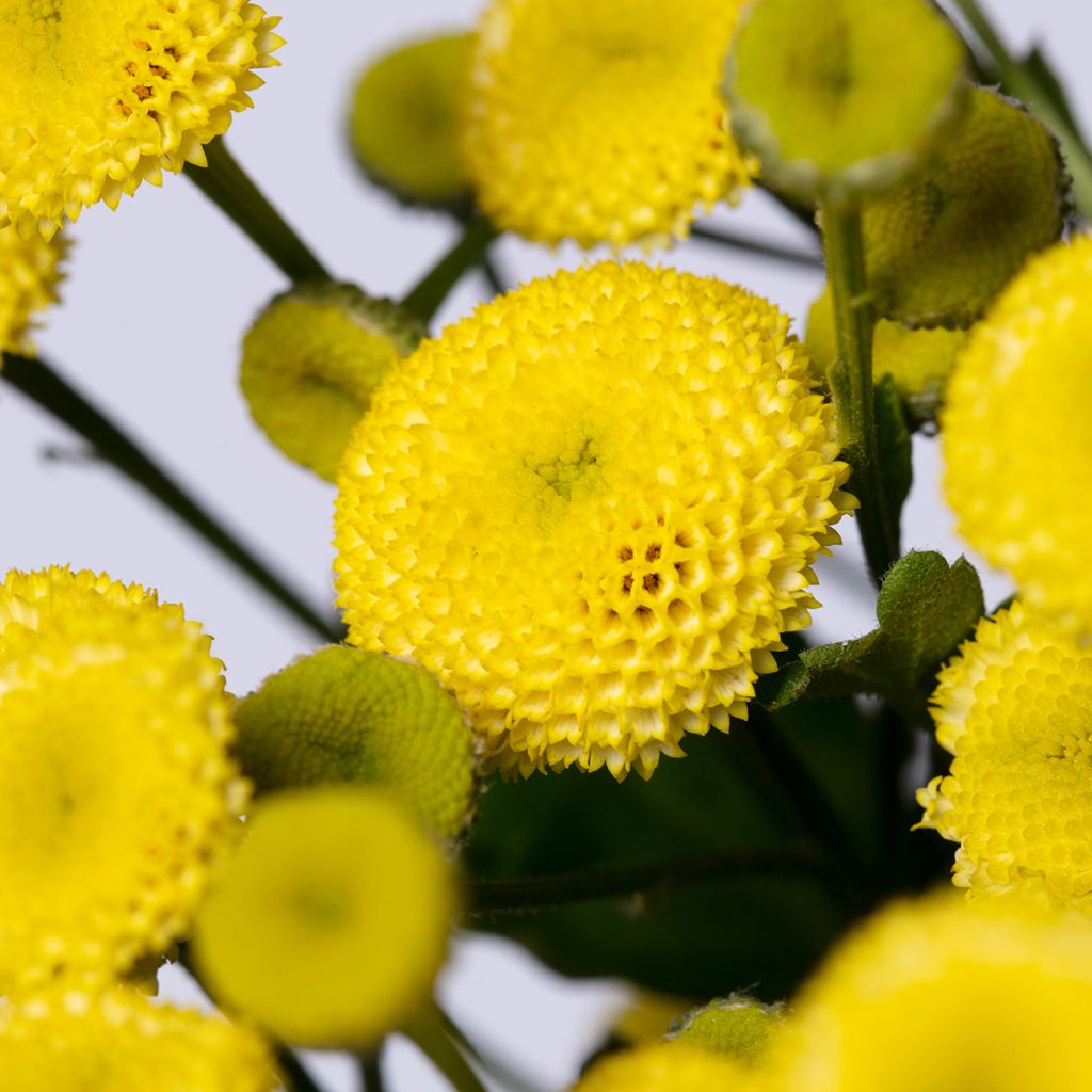 Tanacetum parthenium Amazone (Semi rivestiti) - Tanaceto