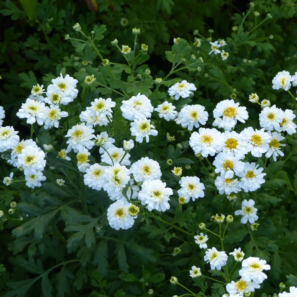 Tanacetum parthenium Tetra White Wonder (Semi rivestiti) - Tanaceto