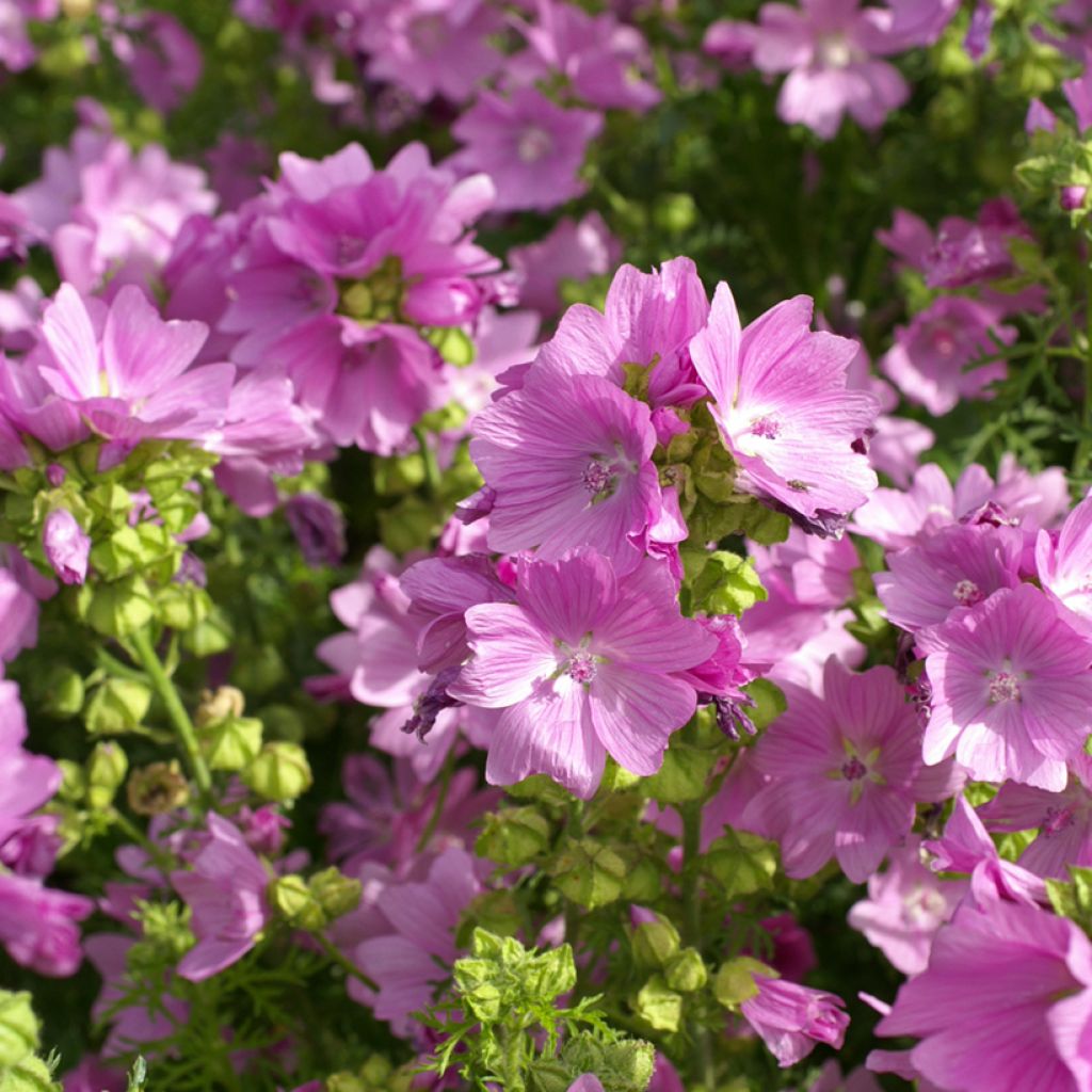 Malva moschata rosea (semi) - Malva muschiata