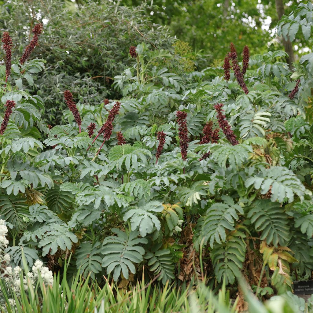 Melianthus major (semi) - Melianto maggiore