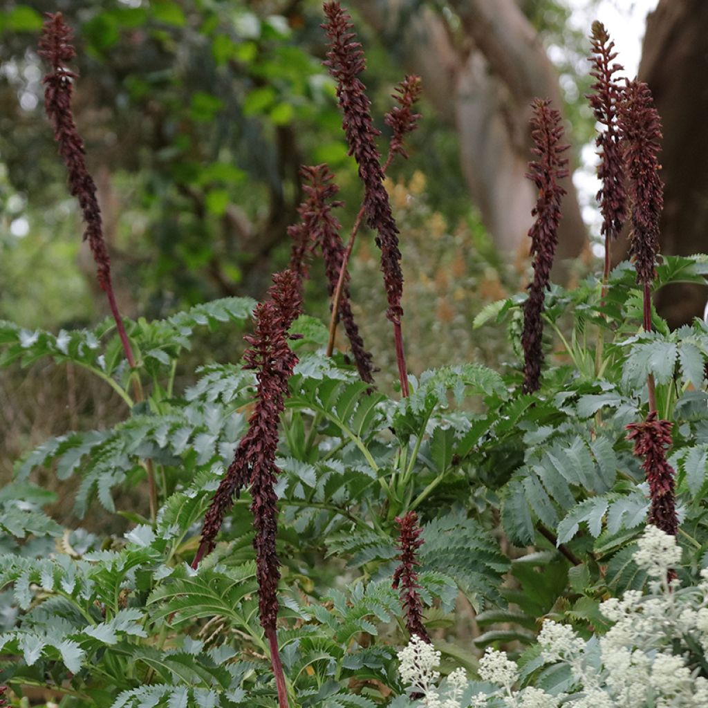 Melianthus major (semi) - Melianto maggiore
