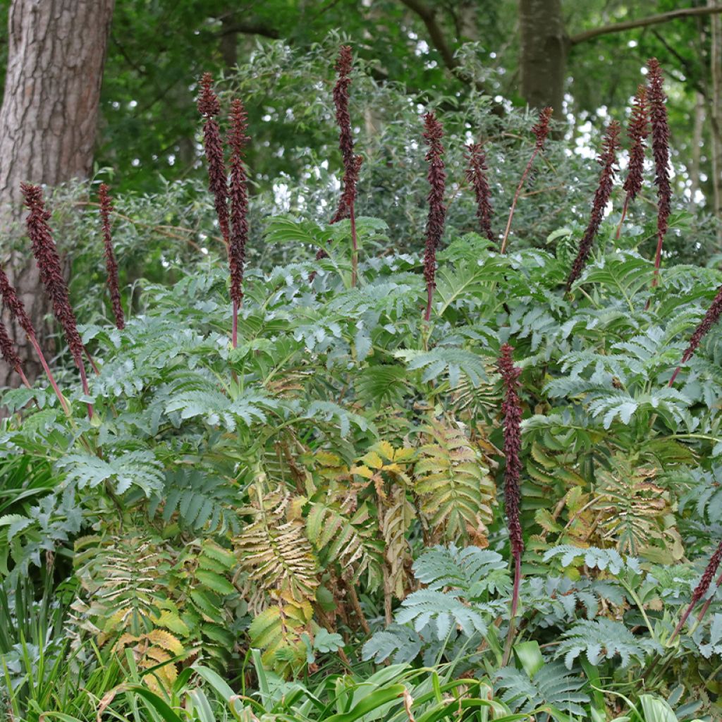 Melianthus major (semi) - Melianto maggiore