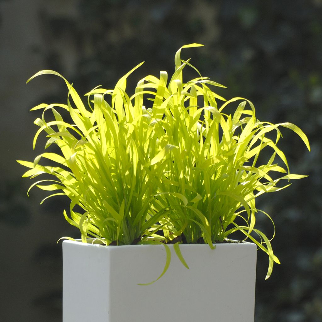 Milium effusum Aureum (semi) - Miglio selvatico