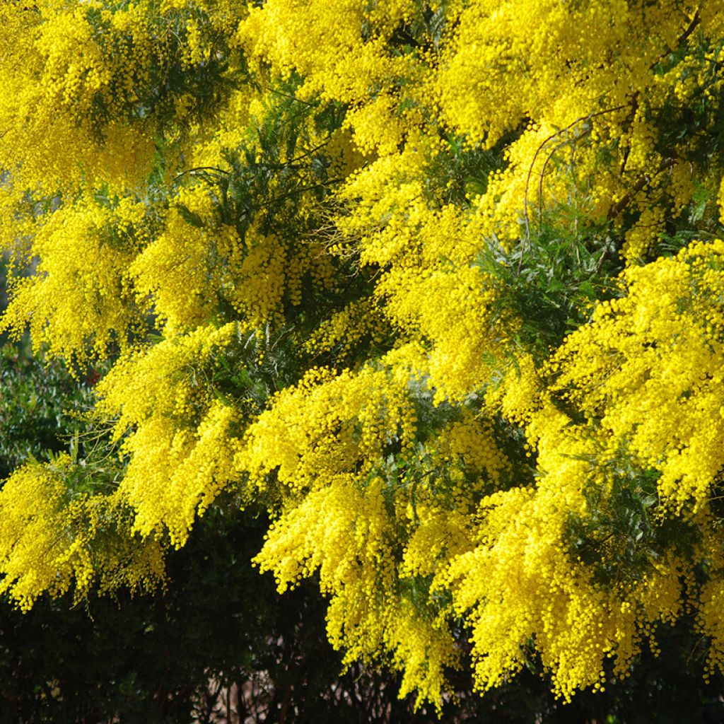 Acacia dealbata - Mimosa (semi)