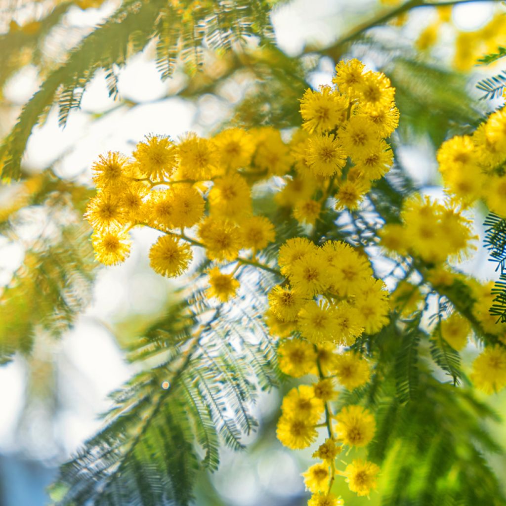 Acacia dealbata - Mimosa (semi)