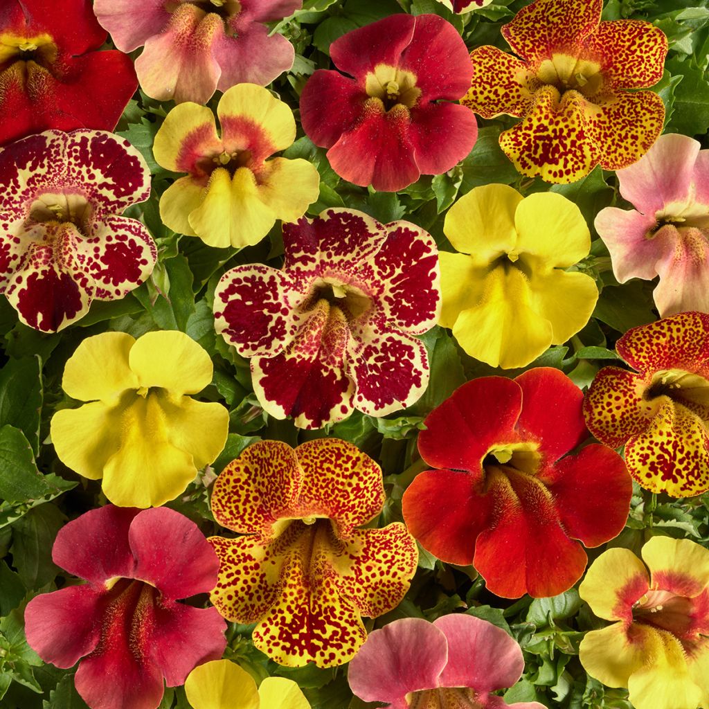 Mimulus Medius F1 Mix (semi)