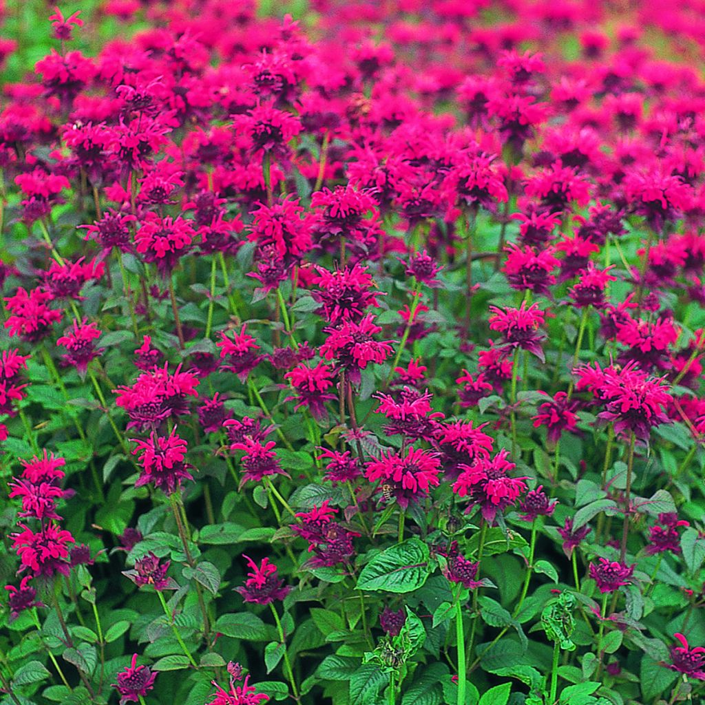 Monarda didyma Panorama Red Shades (semi)