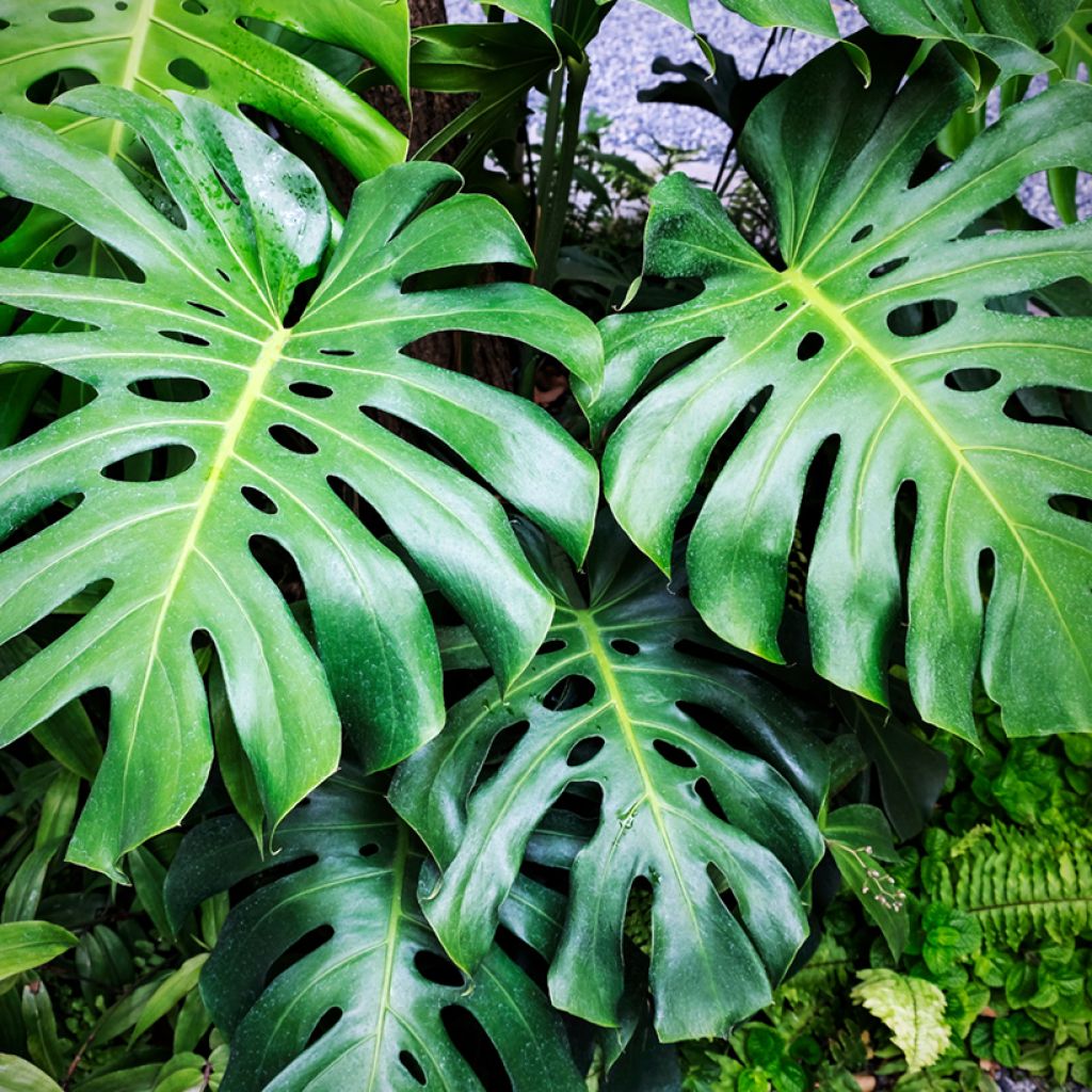 Monstera deliciosa (semi)