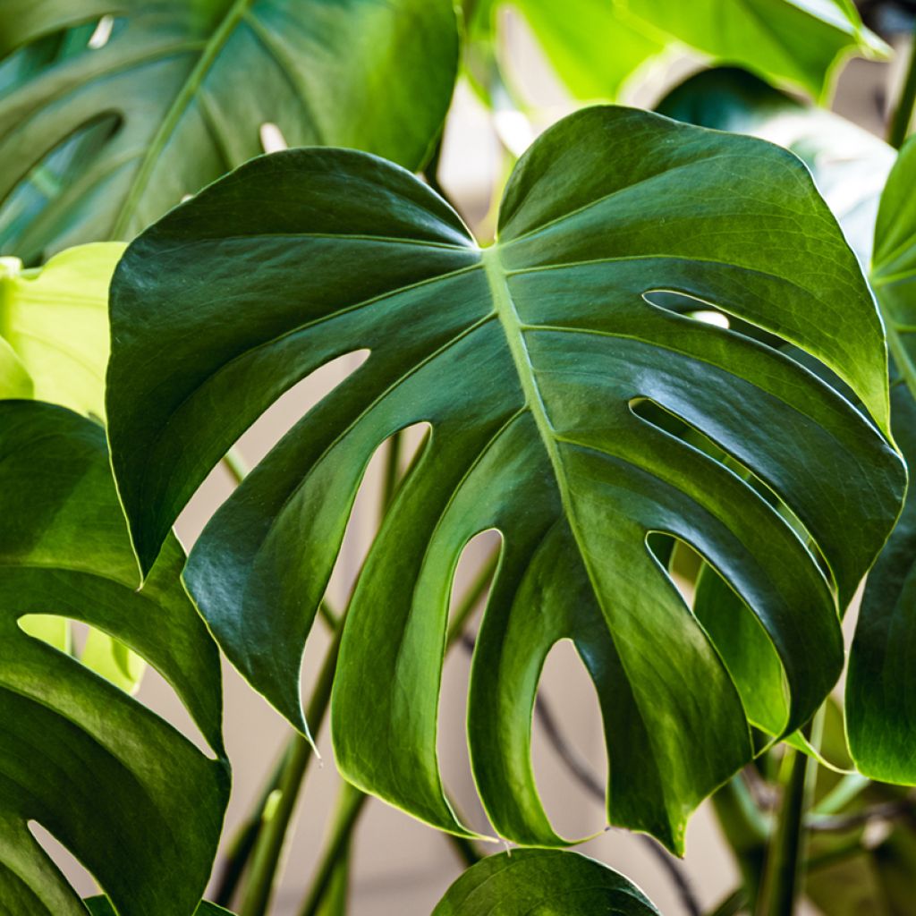Monstera deliciosa (semi)