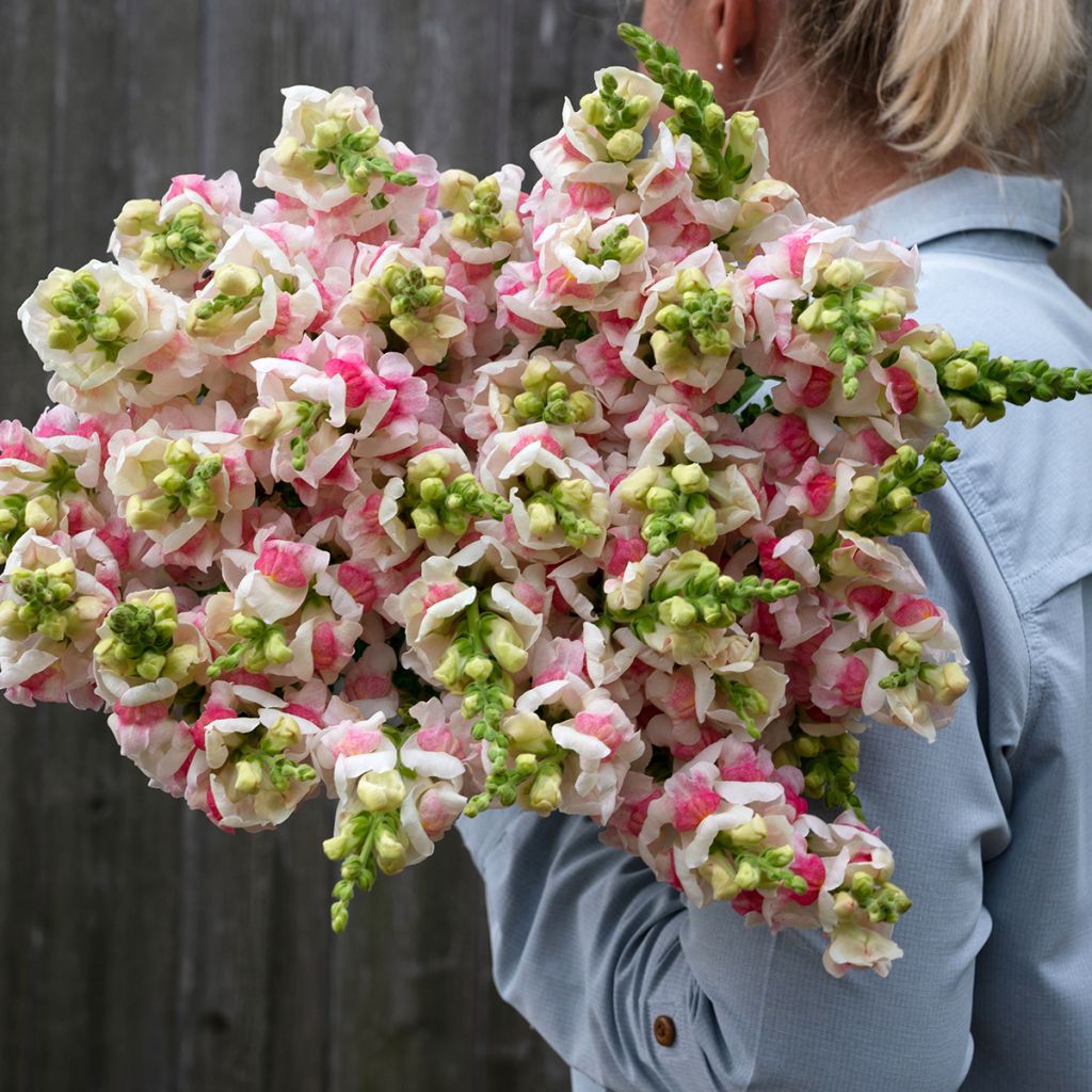 Antirrhinum Opus III/IV Appleblossom (semi) - Antirrino