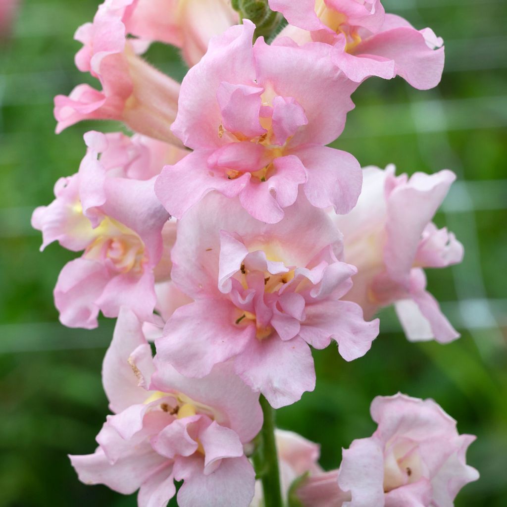 Bocca di leone Madame Butterfly F1 Pink (semi)