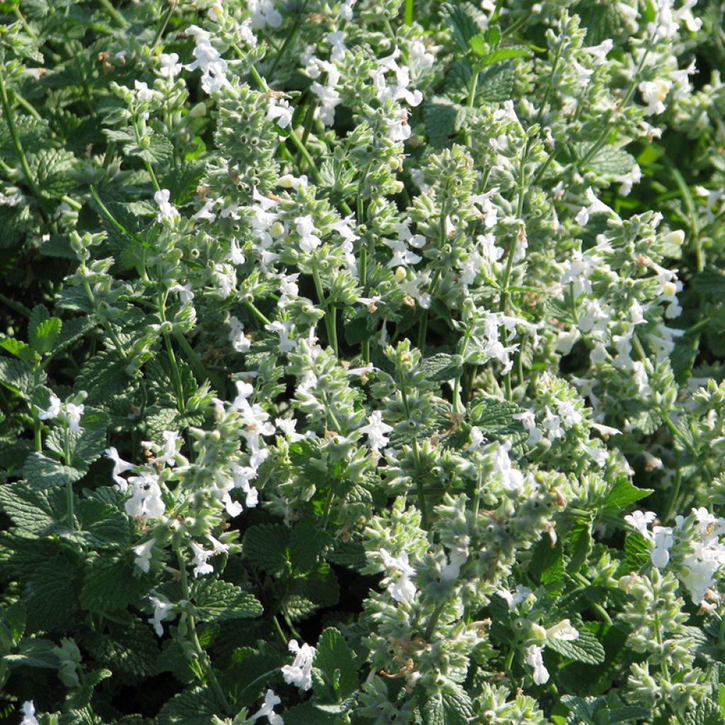 Nepeta racemosa bianca (semi)