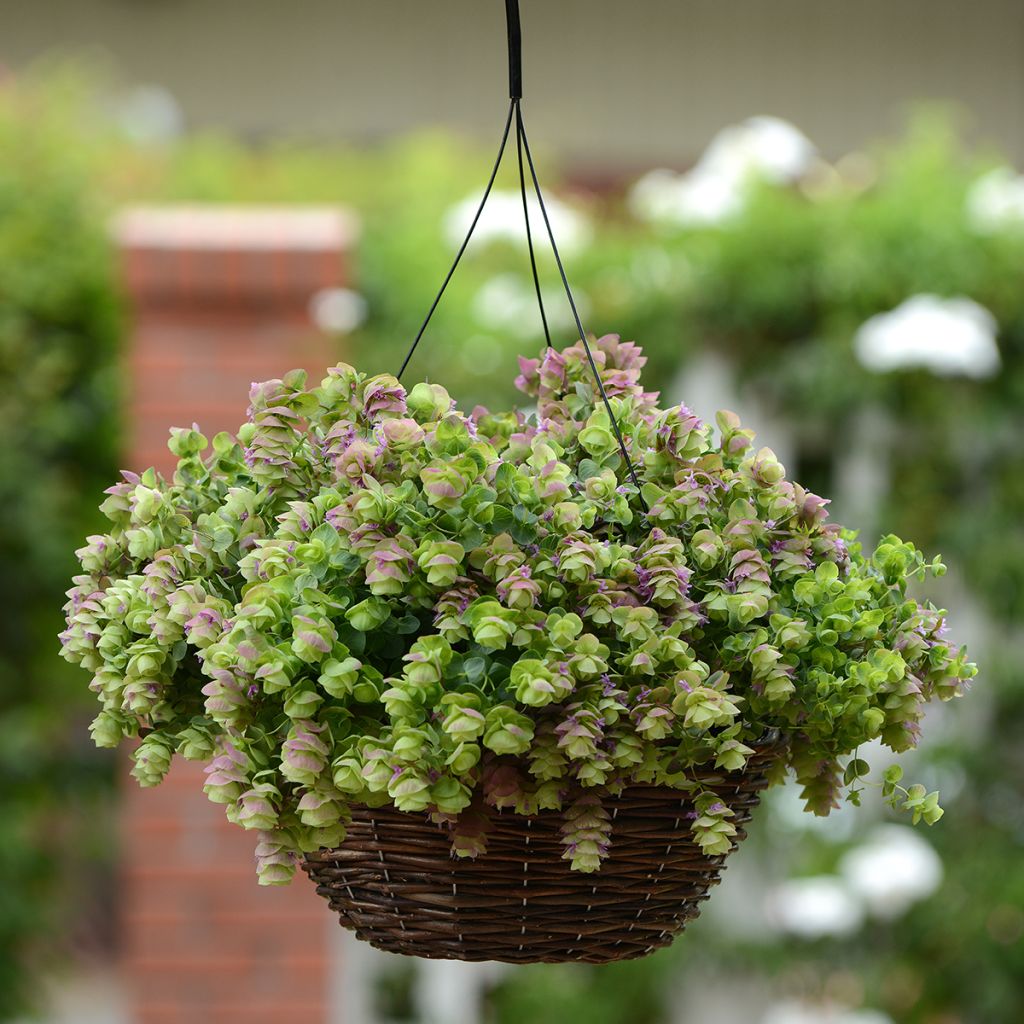 Origano Kirigami (Semi rivestiti)