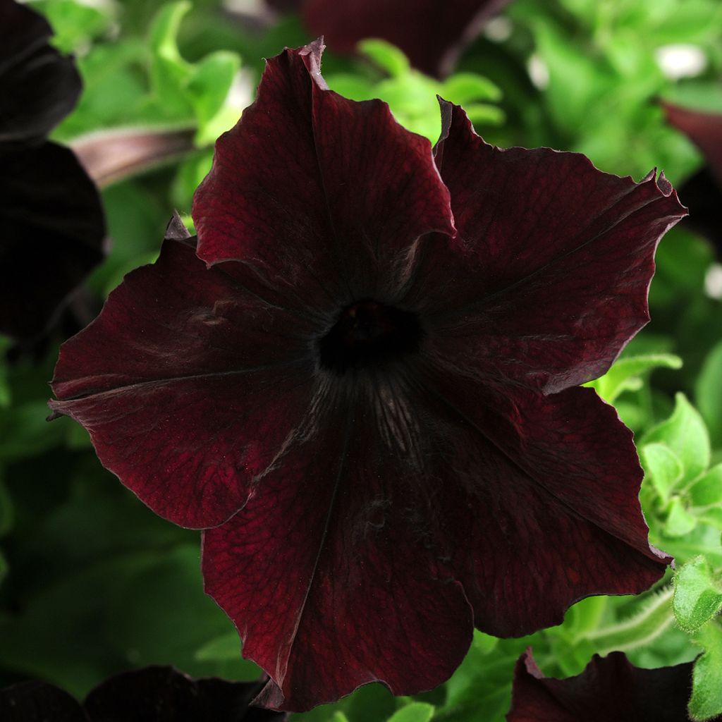 Petunia Sophistica Blackberry F1 (semi)