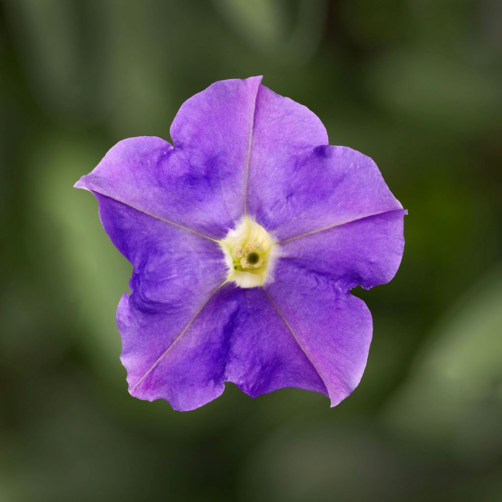 Petunia Flashforward Sky Blue (Semi rivestiti)